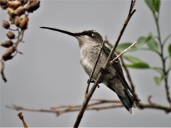 Heliomaster furcifer