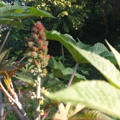 Ricinus