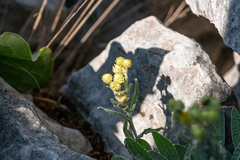 Helichrysum orientale, photograph (c) Eleftherios Katsillis, some rights reserved (CC BY)