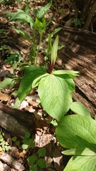 Trillium viridescens