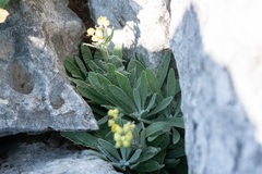 Helichrysum orientale