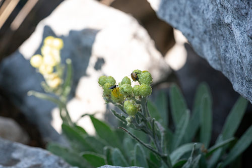 Helichrysum orientale, photograph 2