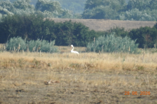 Mute Swan