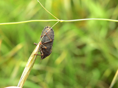 Eurygaster austriaca