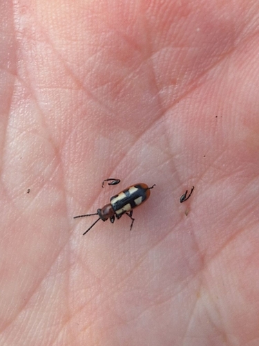 Common Asparagus Beetle