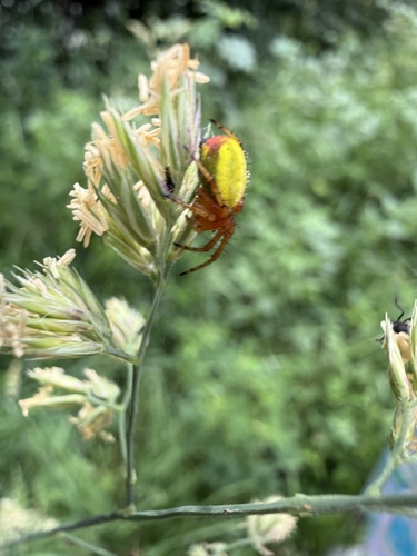 Araniella alpica