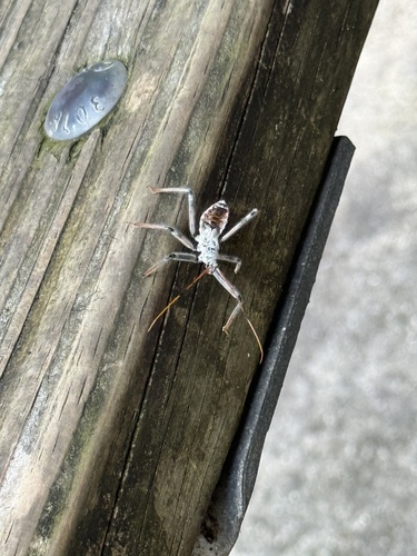 North American Wheel Bug