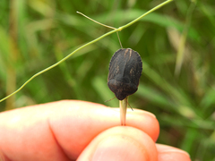 Eurygaster austriaca