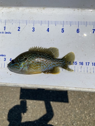 Green × Orangespotted Sunfish