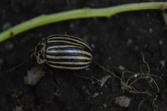 Leptinotarsa undecimlineata