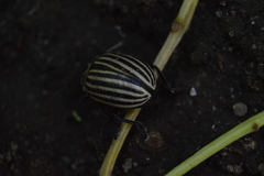 Leptinotarsa undecimlineata