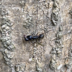 Camponotus pennsylvanicus