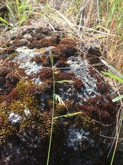 Festuca microstachys