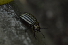 Leptinotarsa undecimlineata