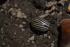 Leptinotarsa undecimlineata