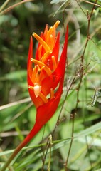 Heliconia densiflora