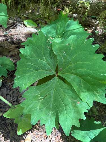 Achlys californica, photograph 3