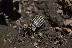 Leptinotarsa undecimlineata