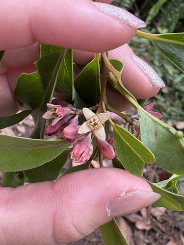 Santalum freycinetianum observed 2026-06-27