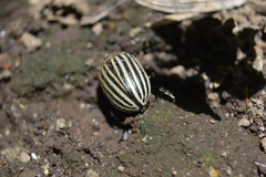 Leptinotarsa undecimlineata