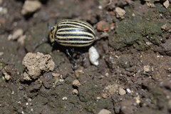 Leptinotarsa undecimlineata