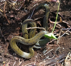 Lasalle's Ground Snake photo 3