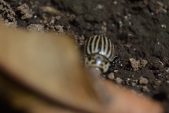 Leptinotarsa undecimlineata