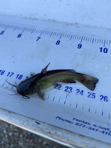 Black Bullhead