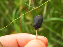 Eurygaster austriaca