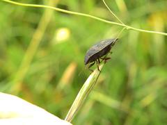 Eurygaster austriaca