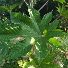 Ricinus