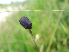 Eurygaster austriaca