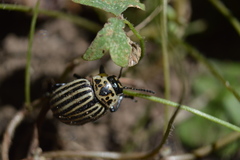 Leptinotarsa undecimlineata