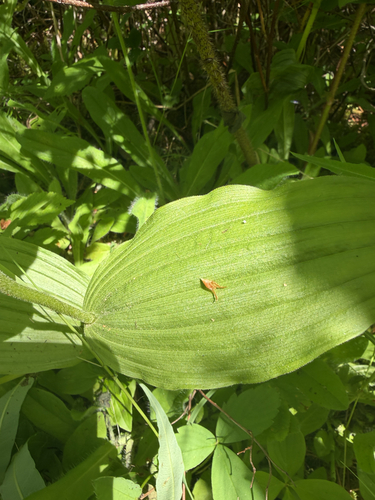 Cypripedium montanum, photograph 6