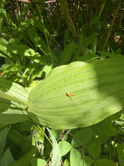 Cypripedium montanum, photograph (c) jjfeiler, some rights reserved (CC BY)