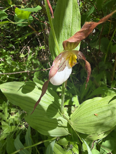 Cypripedium montanum, photograph 5