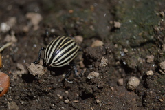 Leptinotarsa undecimlineata