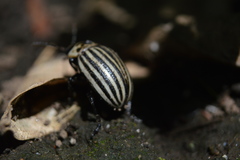 Leptinotarsa undecimlineata