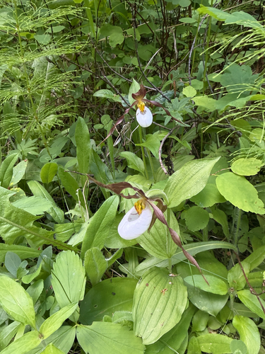 Cypripedium montanum, photograph 4