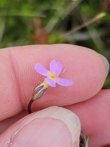 Primula stricta