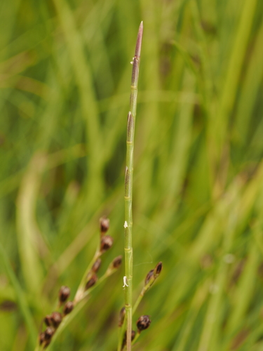Parapholis strigosa observed 2026-06-30