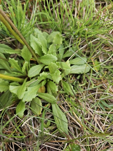 Primula stricta, photograph 2