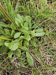Primula stricta, photograph (c) Alessia Guggisberg, some rights reserved (CC BY-SA)