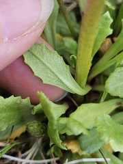 Primula stricta, photograph (c) Alessia Guggisberg, some rights reserved (CC BY-SA)