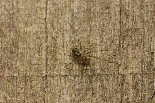 Invisible Spider, Staphorst, Nederland, photo 7 of 10