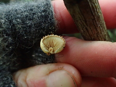 Pleuroflammula praestans