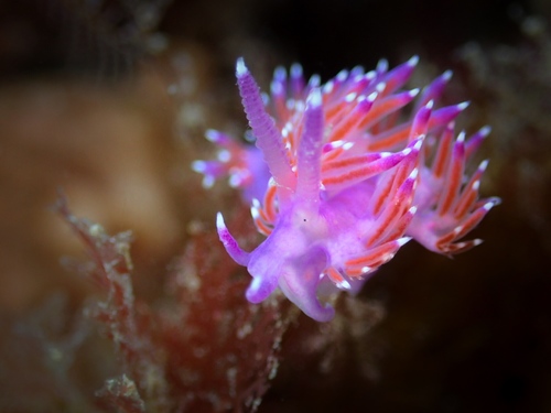 Flabellinid Nudibranch