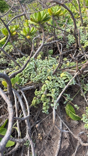 Lipochaeta integrifolia observed 2026-06-25