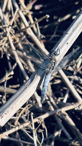 Black-tailed Skimmer