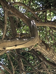 Sciurus niger